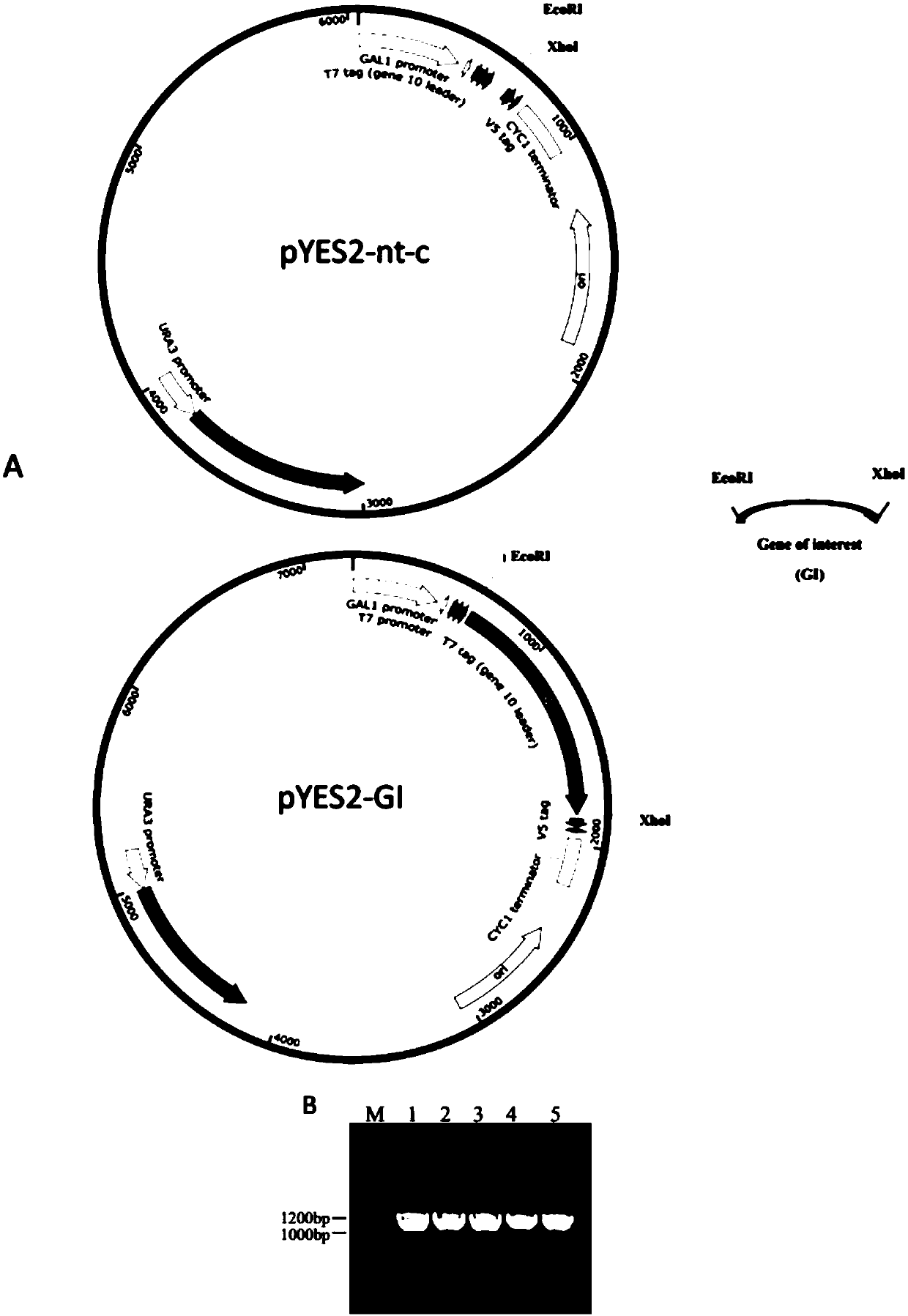 Desaturase from arbuscular mycorrhizal fungi Delta 17 and application thereof