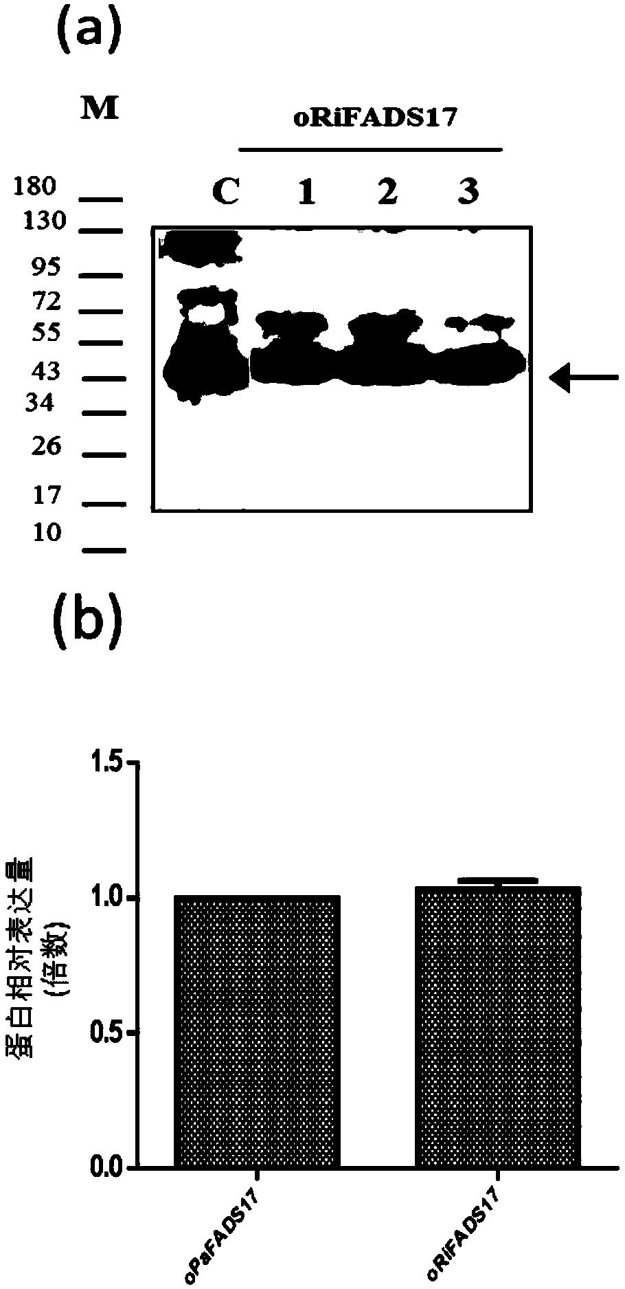 Desaturase from arbuscular mycorrhizal fungi Delta 17 and application thereof