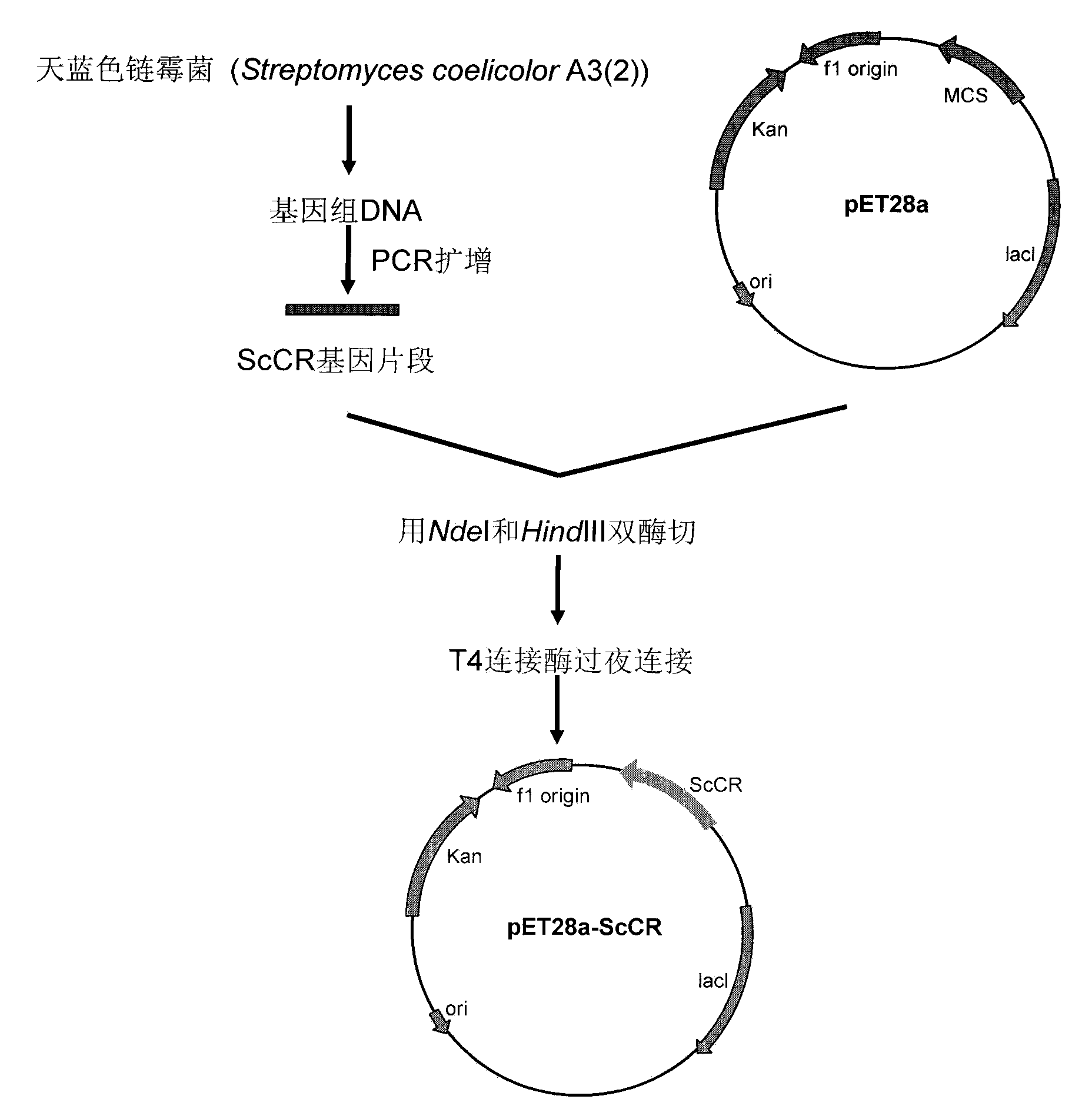 Use of oxidoreductase or recombinase thereof and recombinant oxidoreductase