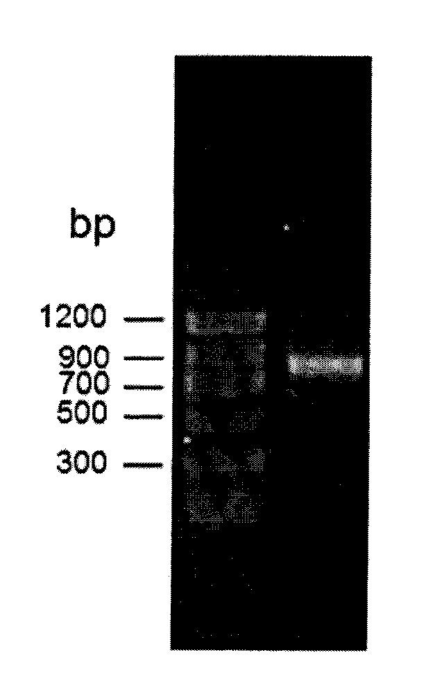 Use of oxidoreductase or recombinase thereof and recombinant oxidoreductase