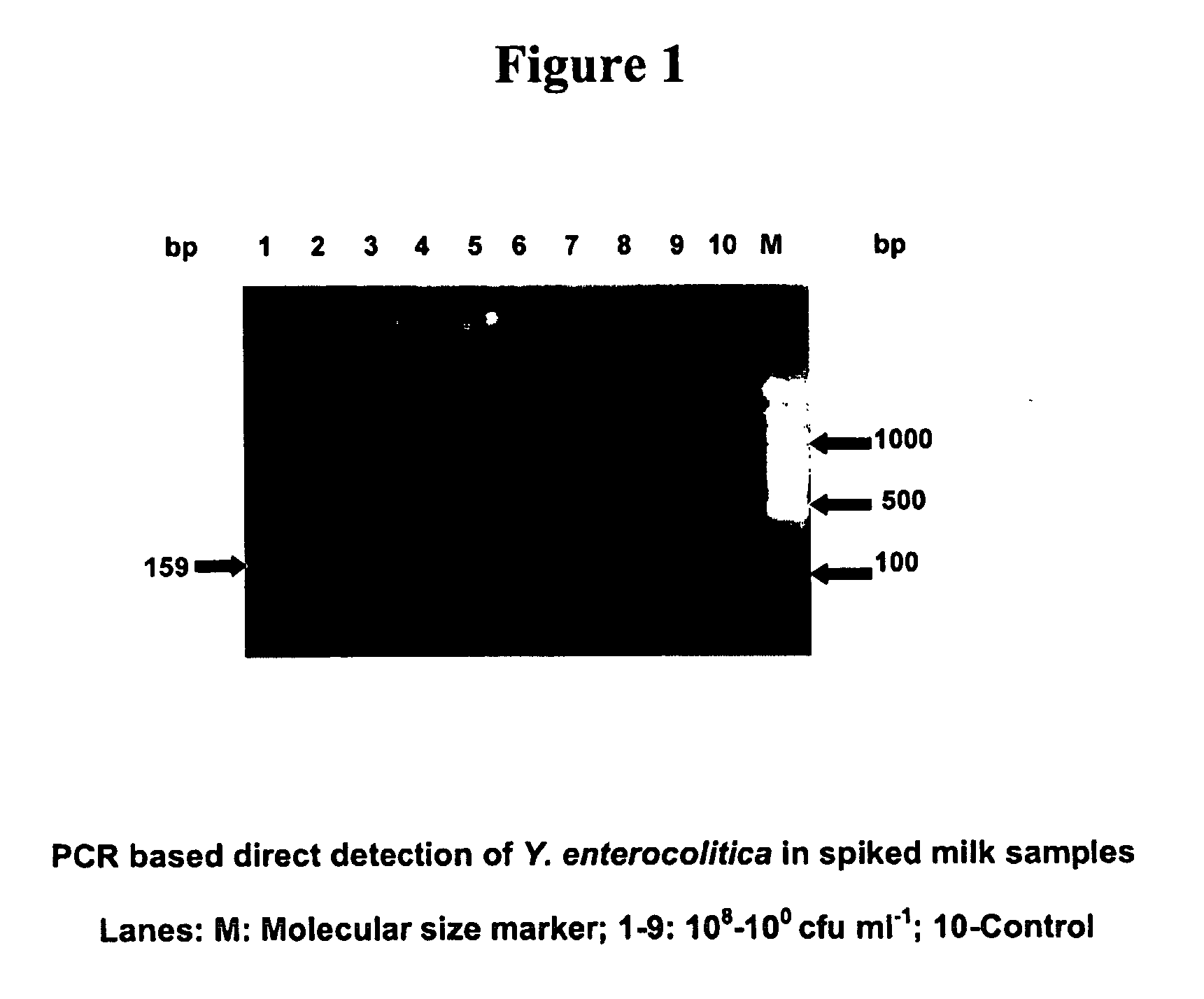 Primers for detecting food poisoning bacteria and a use thereof