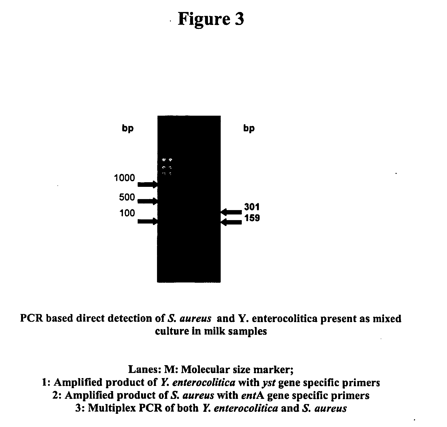 Primers for detecting food poisoning bacteria and a use thereof