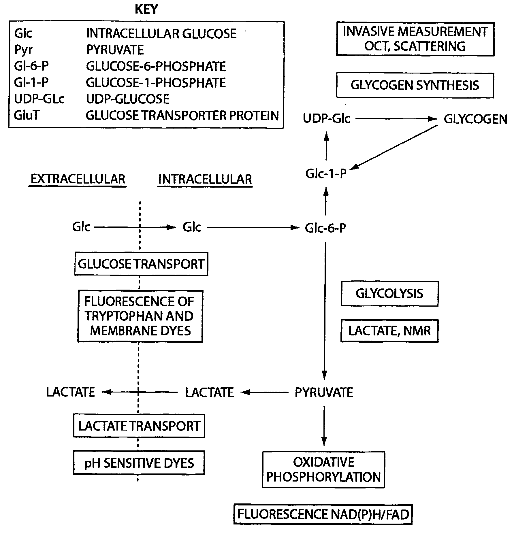 Smmr (Small Molecule Metabolite Reporters) For Use As In Vivo Glucose Biosensors