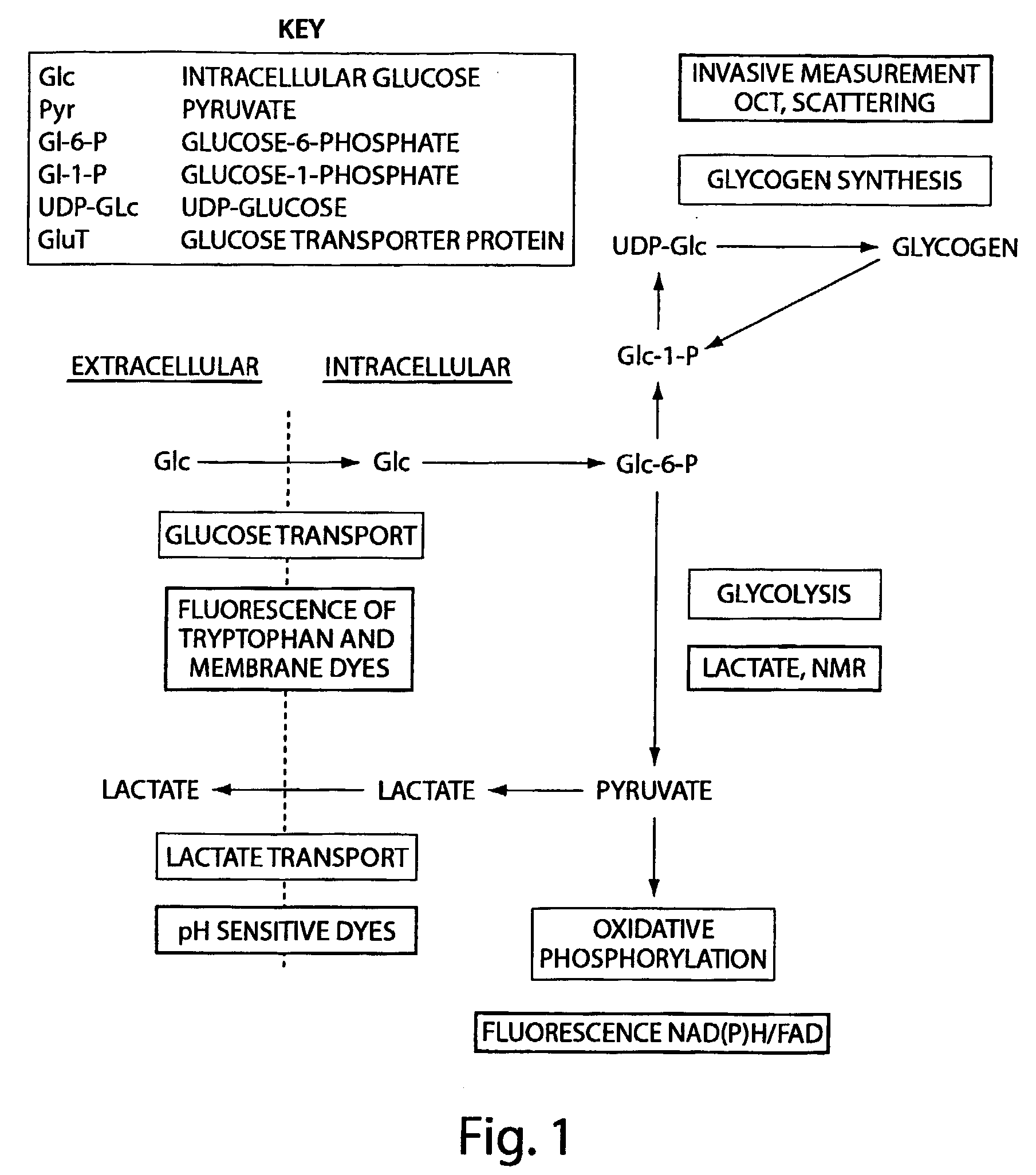 Smmr (Small Molecule Metabolite Reporters) For Use As In Vivo Glucose Biosensors