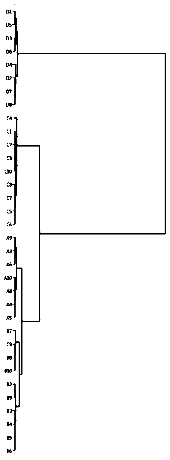 Detection method for fingerprint spectrum of mountain ginseng in forest