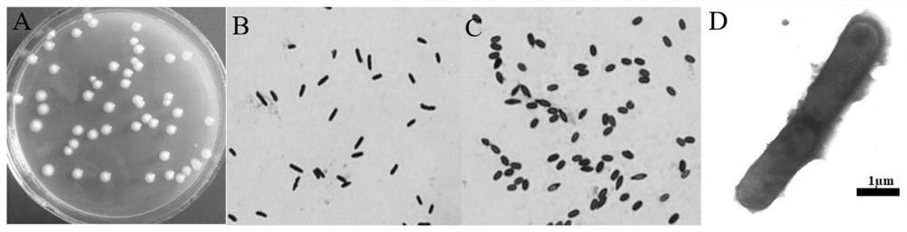 Preparation and application of a strain of Paenibacillus polymyxa and its bacterial agent