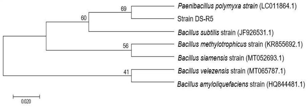 Preparation and application of a strain of Paenibacillus polymyxa and its bacterial agent