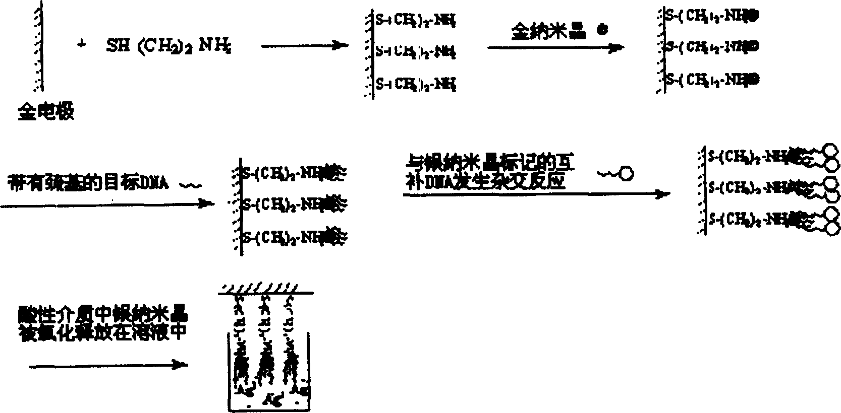 Preparation method of deoxyribonucleic acid electrochemical nanometer sensor