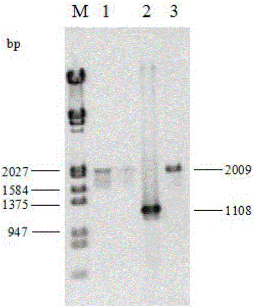 Engineering bacterium capable of producing D-lactate by aid of pentose and hexose synchronously by means of fermentation, and fabrication and application of engineering bacterium