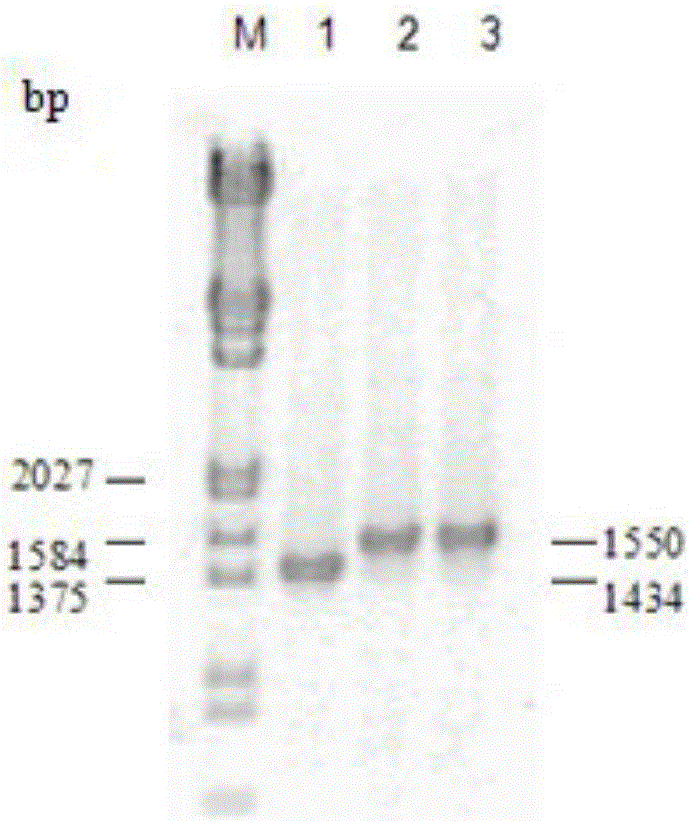 Engineering bacterium capable of producing D-lactate by aid of pentose and hexose synchronously by means of fermentation, and fabrication and application of engineering bacterium