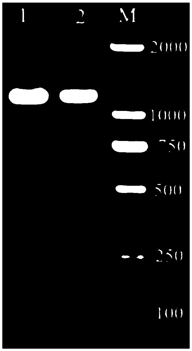 Novel antimicrobial lipopeptide [delta Cl] Plipastatin and producing strain and application thereof