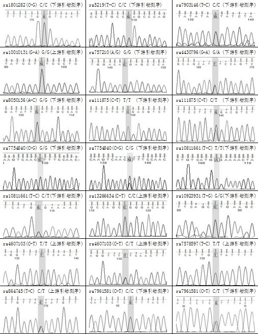 Gene chip for detecting mutation of 18 loci of susceptibility genes of type 2 diabetes