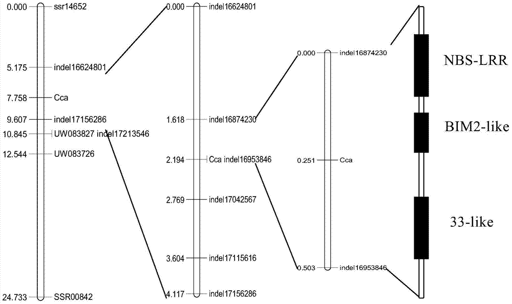 Cucumber target spot disease resistance gene cca and its encoded protein and application