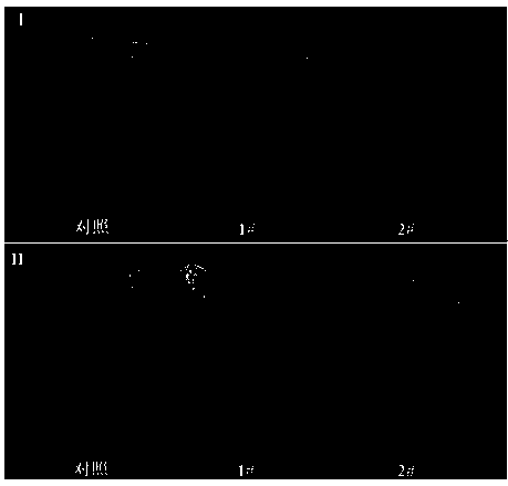 Method for improving heavy metal polluted soil by ectomycorrhizal fungus assisted pinus thunbergii