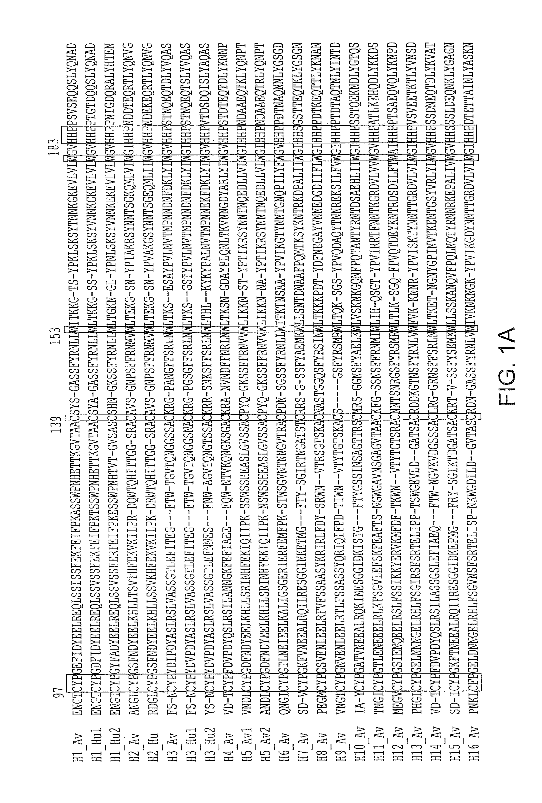 Hemagglutinin Polypeptides, and Reagents and Methods Relating Thereto