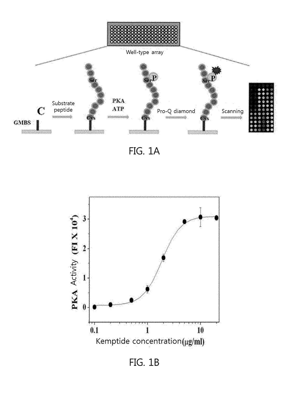 Method for measuring protein kinase activity and kit for same