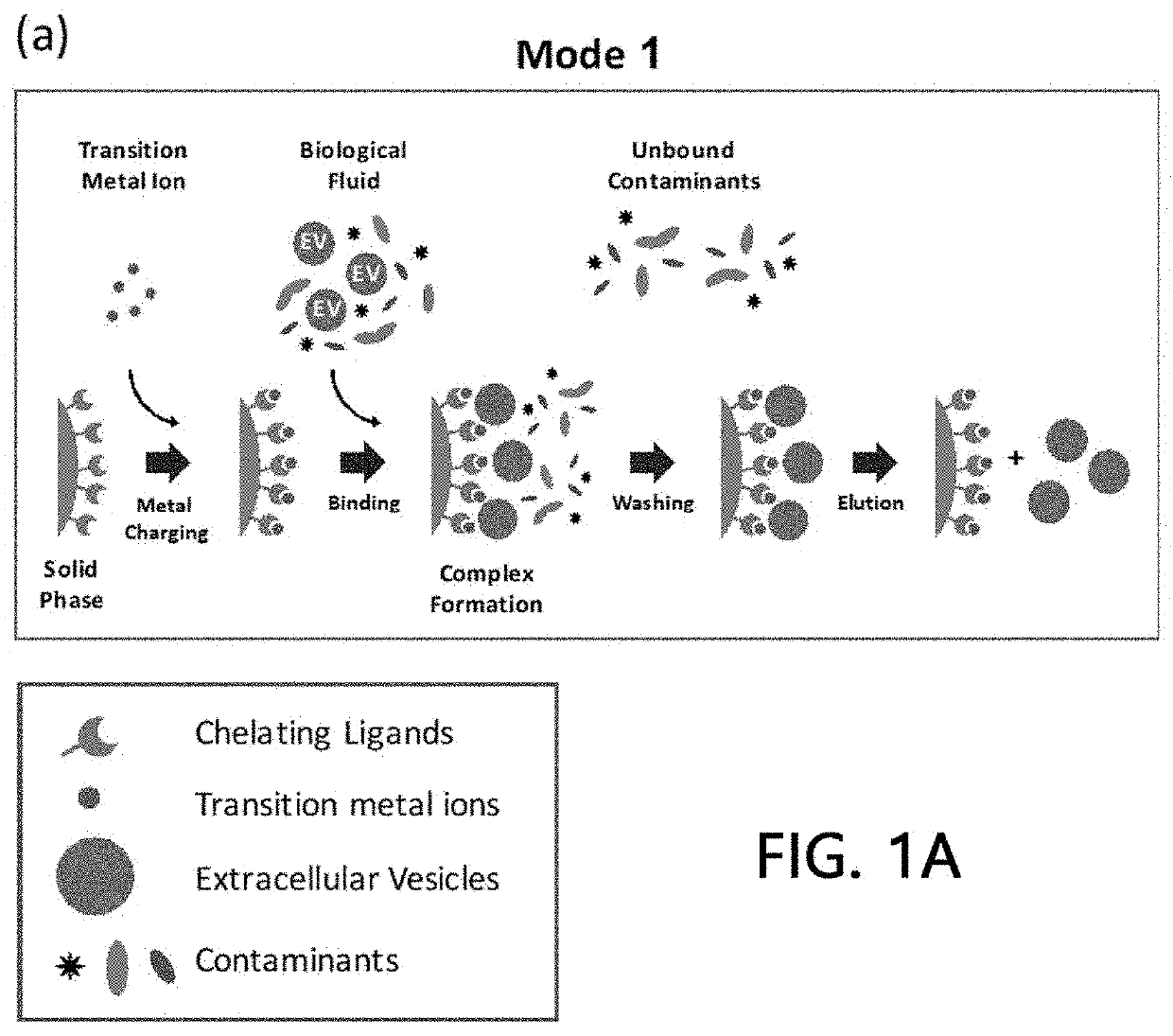 Extracellular vesicle isolation method using metal