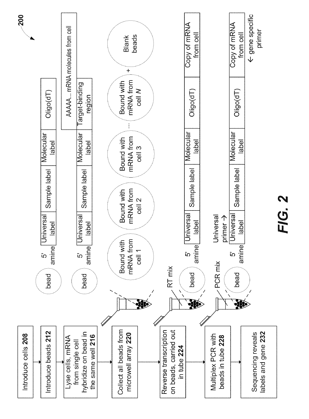 Immune receptor-barcode error correction