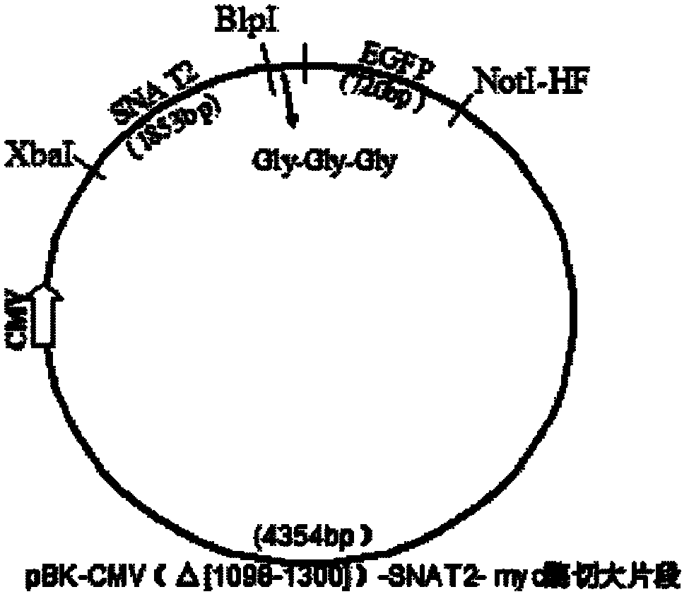 Expression vector of fusion protein of neutral amino acid transporter 2, SNAT2 and enhanced green fluorescent protein and construction method and application thereof