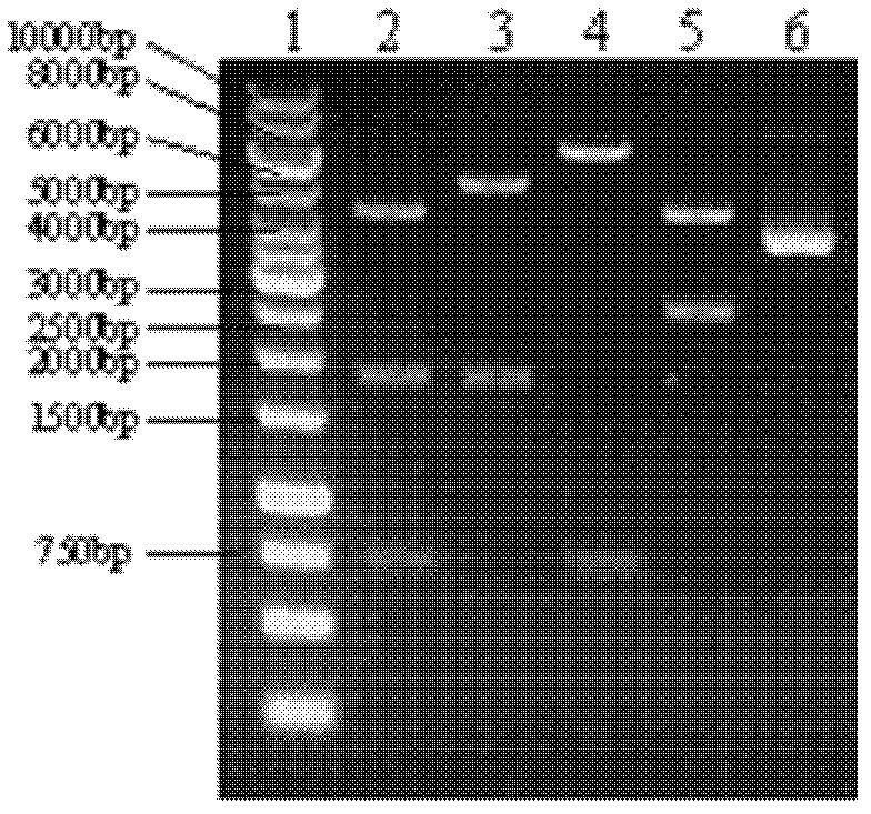 Expression vector of fusion protein of neutral amino acid transporter 2, SNAT2 and enhanced green fluorescent protein and construction method and application thereof