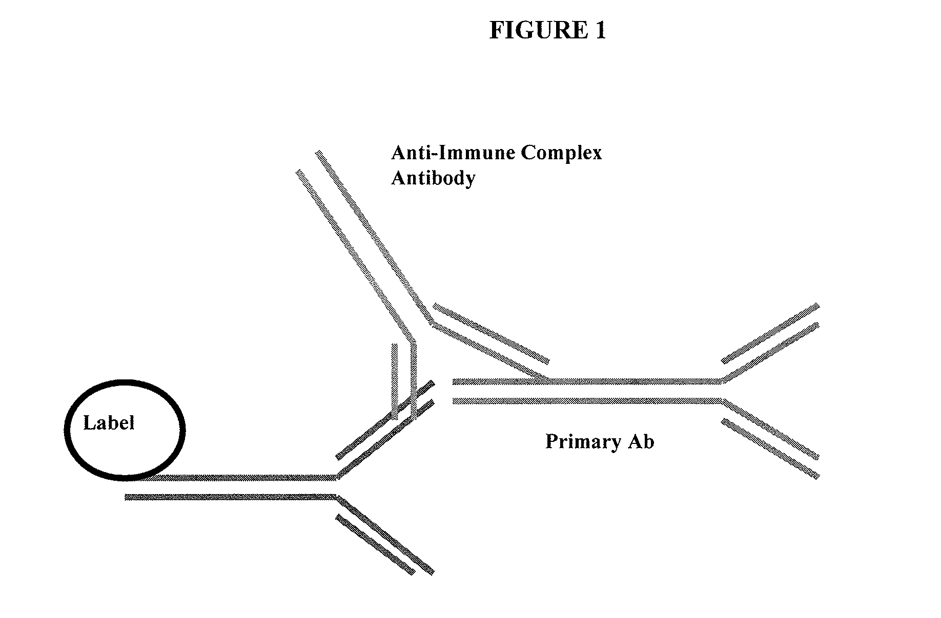 Anti-immune complex antibodies