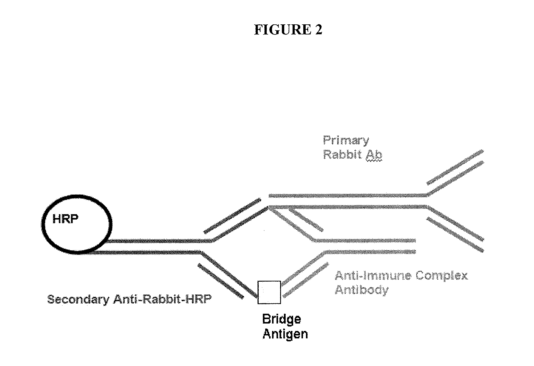 Anti-immune complex antibodies