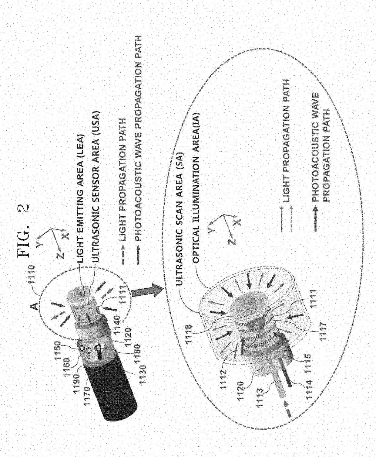 Radial array transducer-based photoacoustic and ultrasonic endoscopy system