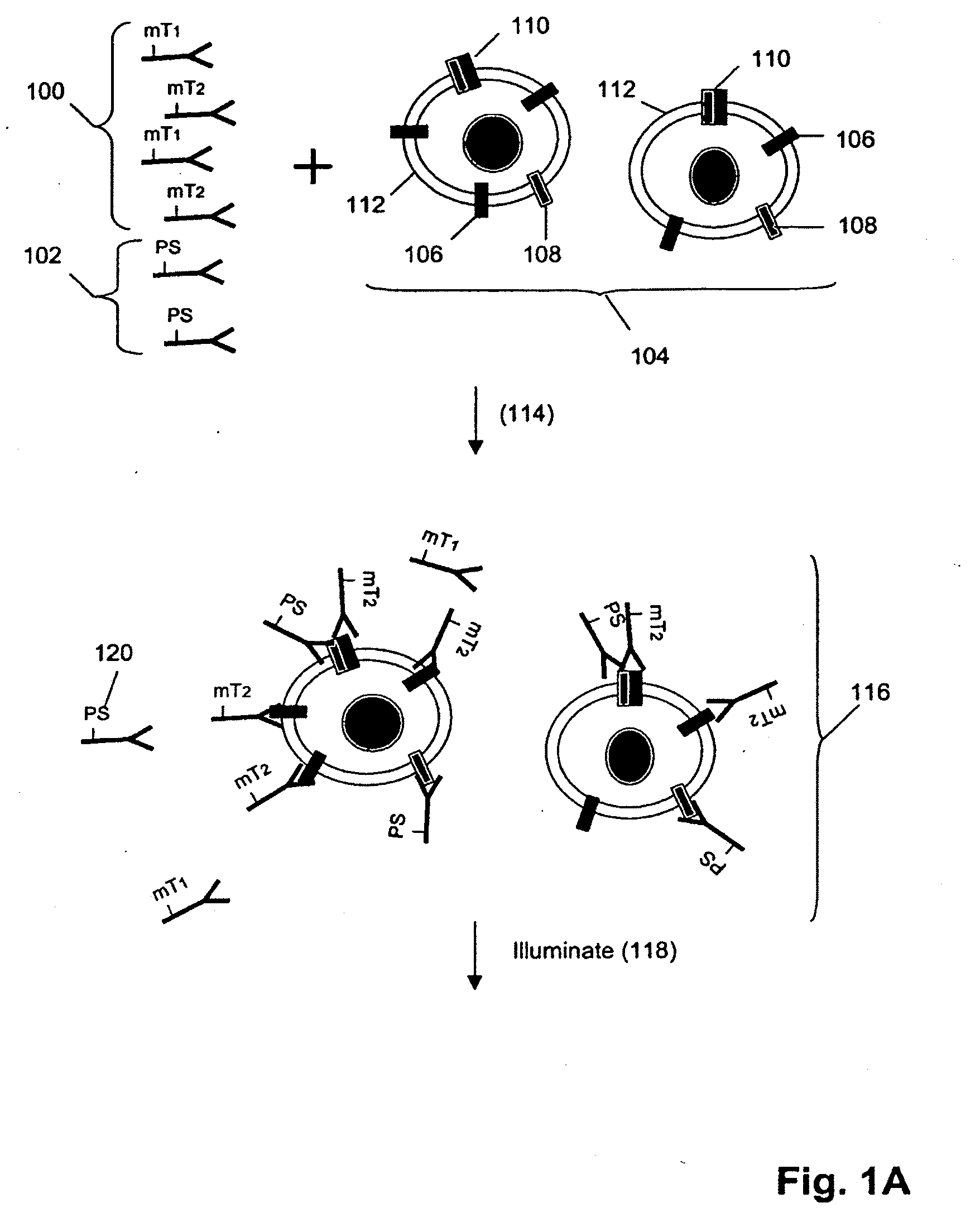 ErbB Surface Receptor Complexes as Biomarkers