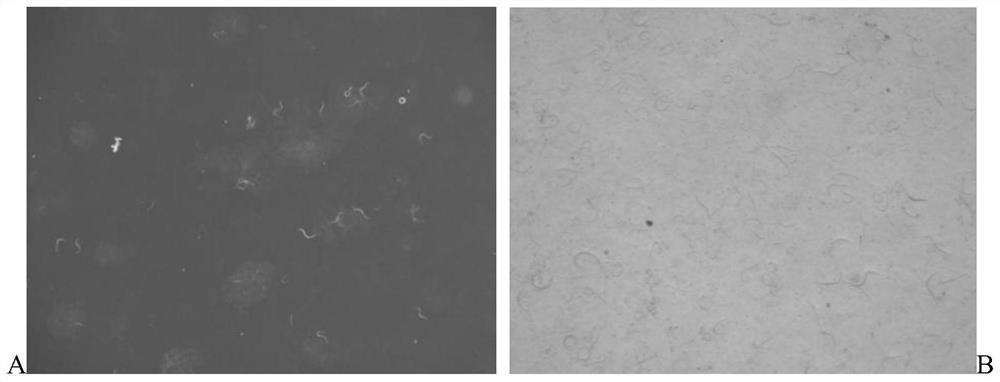 Meloidogyne culture medium and culture method