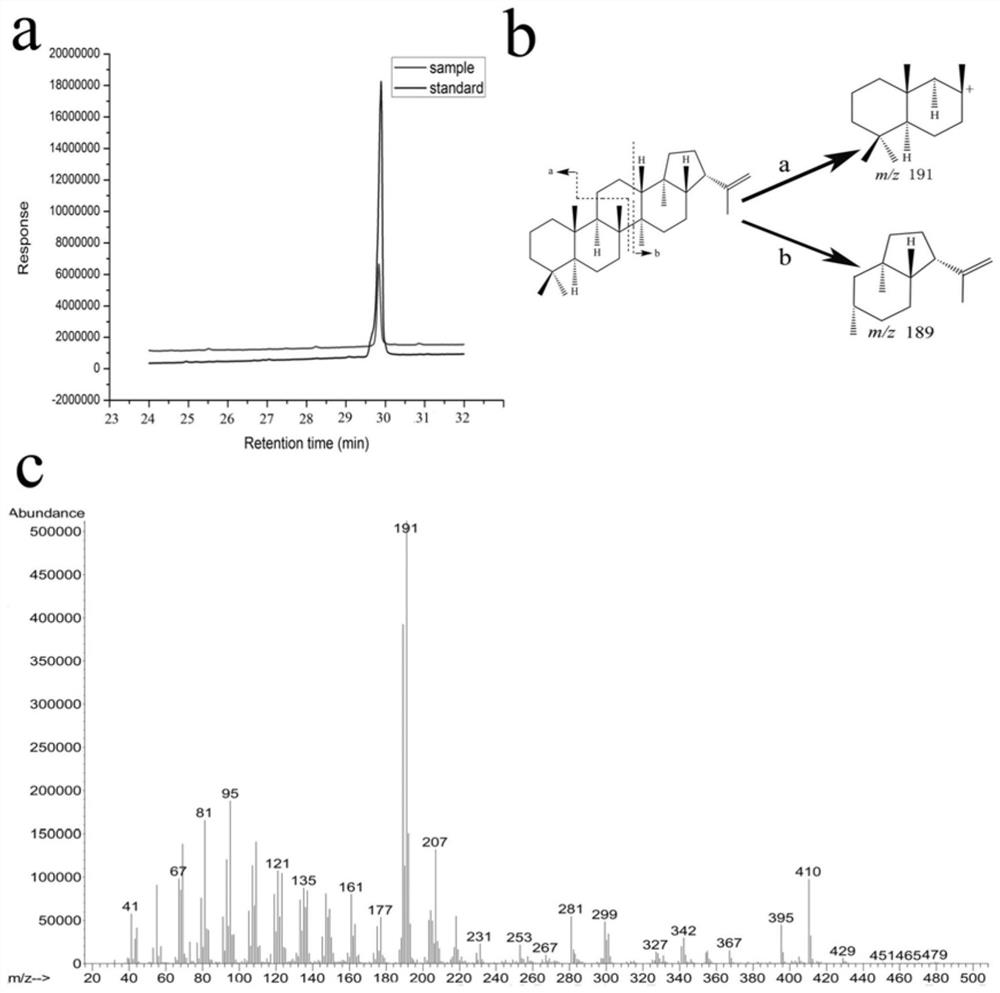 A novel squalene Hopaene cyclase and its application