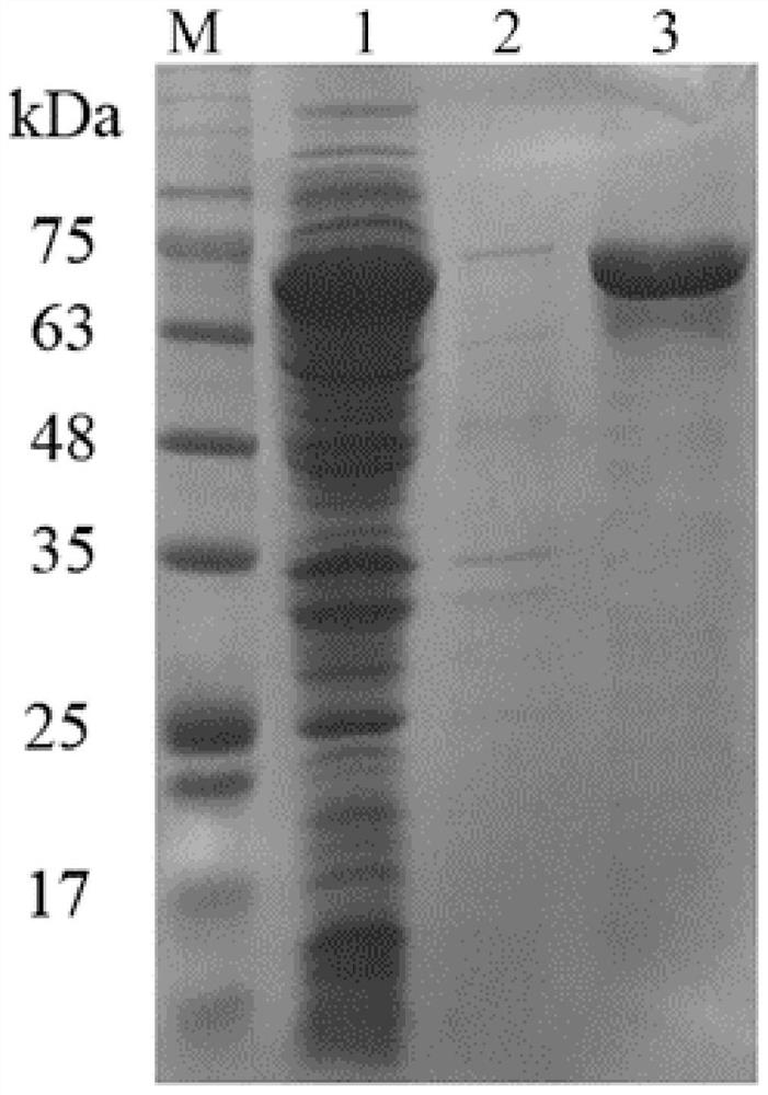 A novel squalene Hopaene cyclase and its application