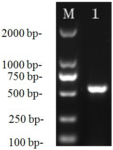 Group I type 4 aviadenovirus strain WZ and application of strain WZ