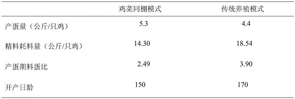 Method for simultaneously planting vegetables and breeding Chai chickens in greenhouse