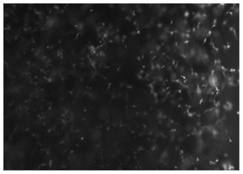 Factor slow-release neutral gel system for 3D printing or in-situ injection and preparation method of factor slow-release neutral gel system