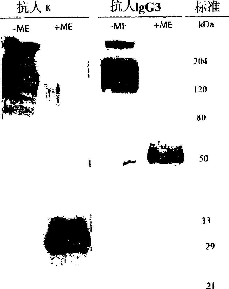 Bispecific antibody DNA constructs for intramuscular administration