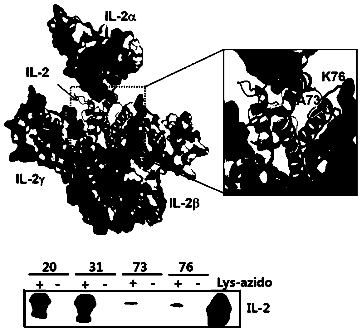 Long-acting interleukin-2 capable of realizing targeted regulation of T cell, and application of long-acting interleukin-2 for treating autoimmunity disease