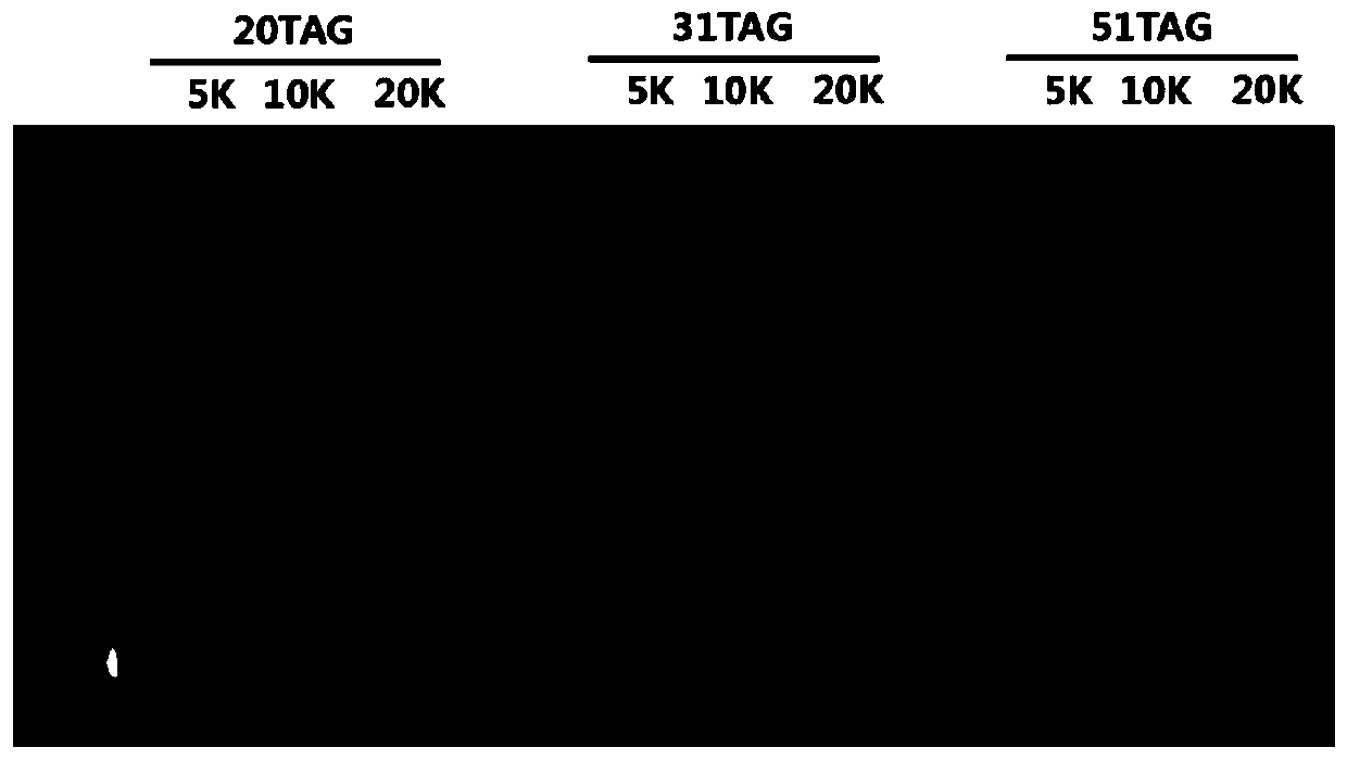 Long-acting interleukin-2 capable of realizing targeted regulation of T cell, and application of long-acting interleukin-2 for treating autoimmunity disease