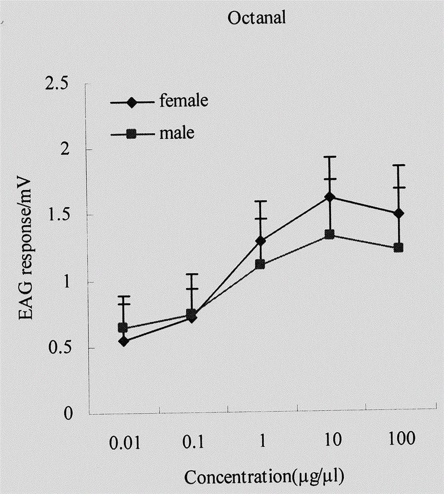 Dark black chafer luring agent composition and application thereof