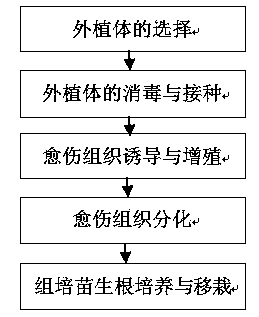 Method for cultivating water-saving and drought-resistant rice anther