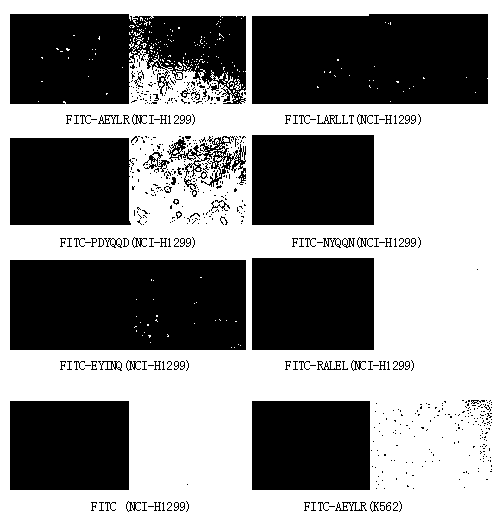 Targeted peptide of epidermal growth factor receptor (EGFR) and application thereof