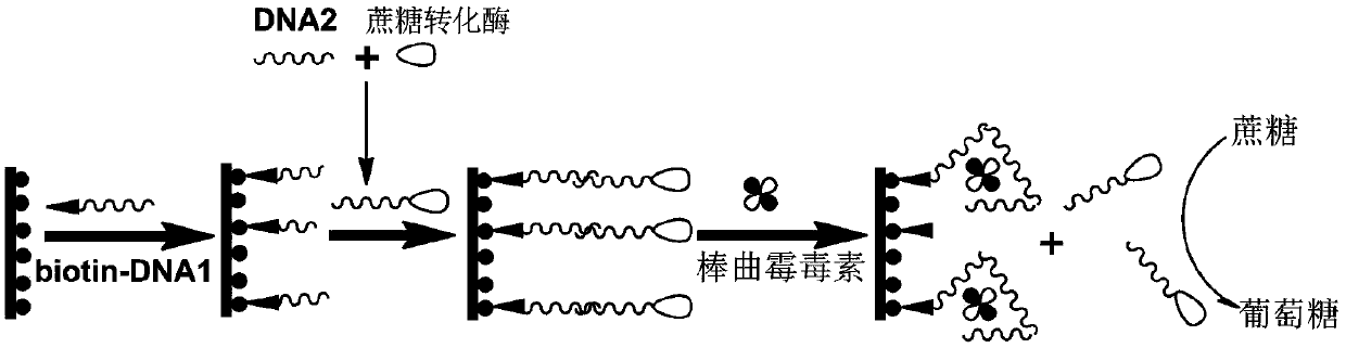 Method for easily and conveniently detecting patulin