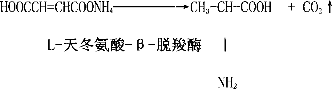 Method for producing optically pure L-alanine by one pseudomonas and two enzymes