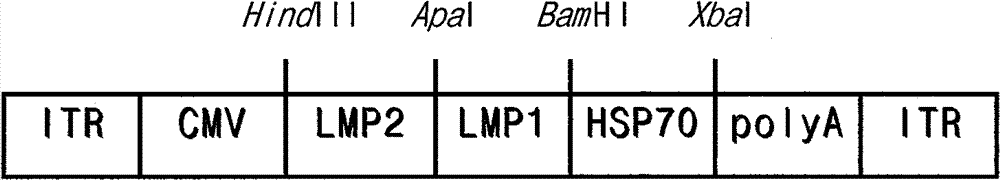 Preparation method of recombinant adeno-associated viruses containing EB virus latent membrane protein 1 and 2 genes and application thereof