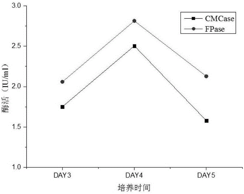 Facultative anaerobic acinetobacter with cellulose degrading capability and application of facultative anaerobic acinetobacter