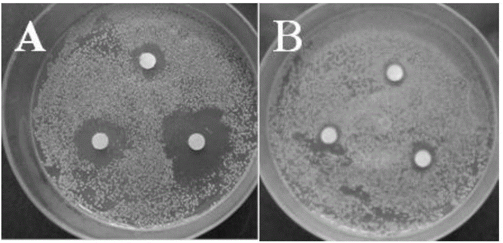 Preparation method of antibacterial composition and antibacterial liquid