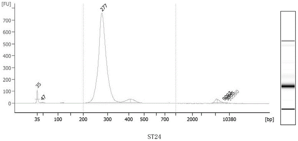 Construction method of small-fragment DNA (deoxyribonucleic acid) library based on Illumina Hiseq 2500 sequencing platform