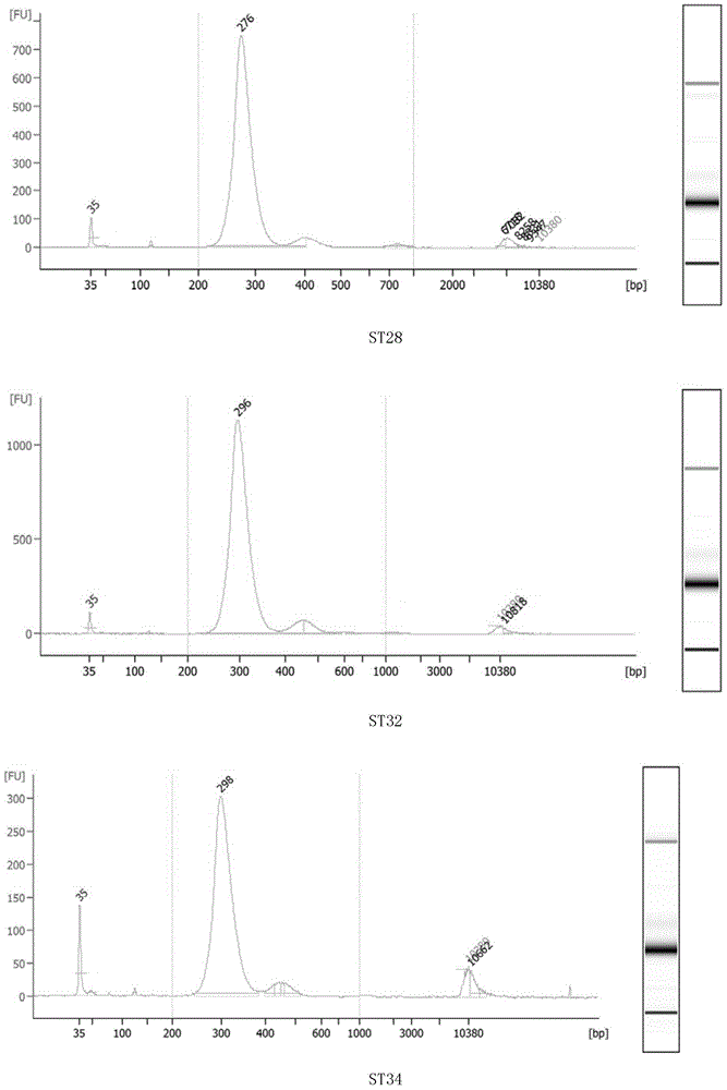 Construction method of small-fragment DNA (deoxyribonucleic acid) library based on Illumina Hiseq 2500 sequencing platform