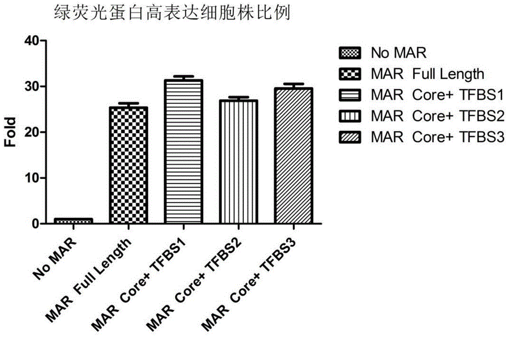 Novel MAR (matrix attachment region) core fragment-containing animal cell expression vector