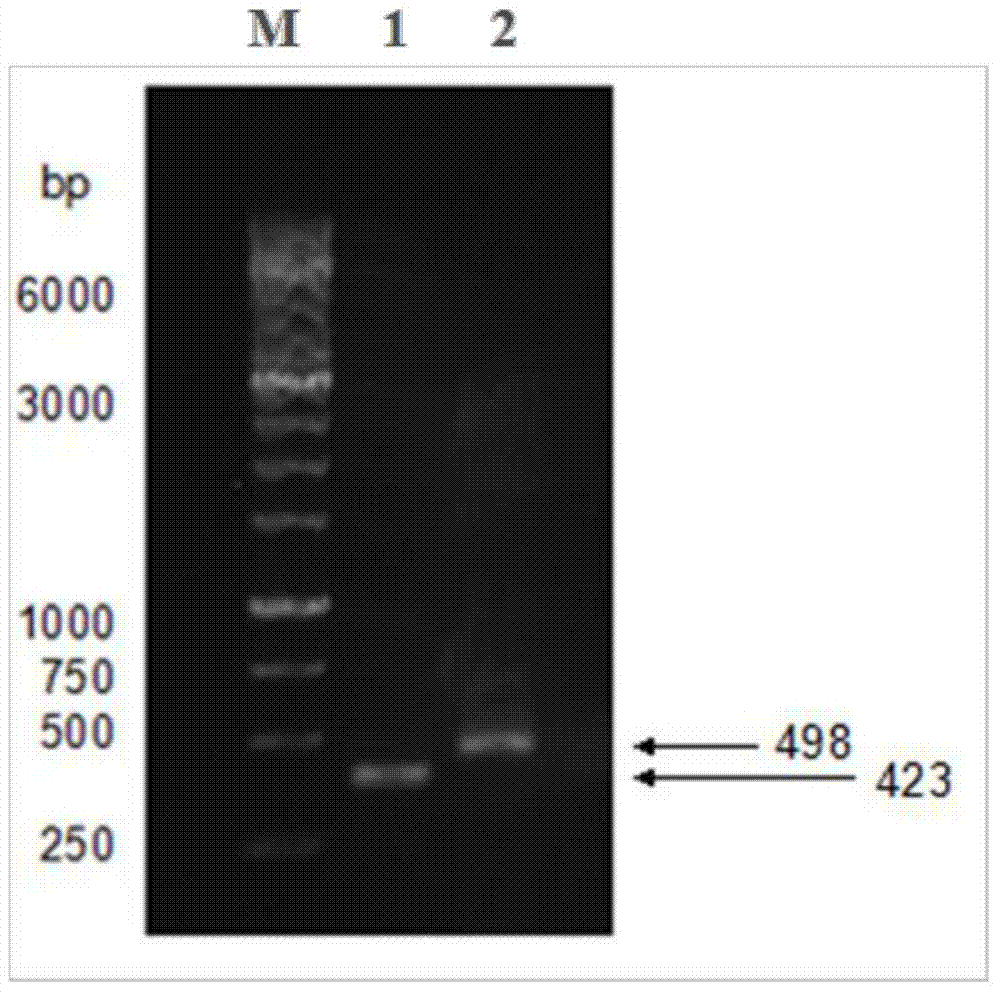 Heterodimer protein of recombinant human bone morphogenetic protein and efficient expression and renaturation method of heterodimer protein