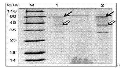 Phanerochaete chrysosporium mycelium growthform controlling method